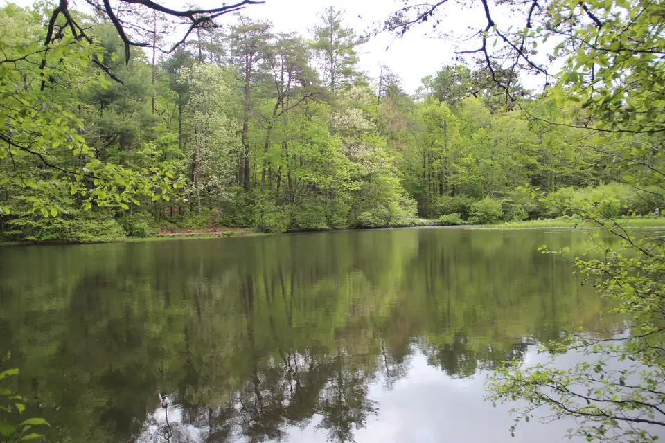 Still water of Dockery Lake in the Chattahoochee National Forest reflecting pines and spring hardwoods